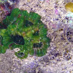 Starry Cup Coral, photo 3