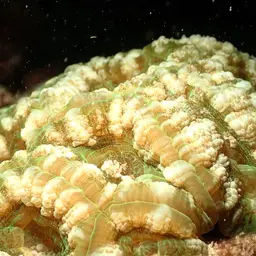 Starry Cup Coral, photo 1