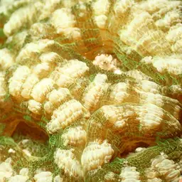 Starry Cup Coral, photo 5