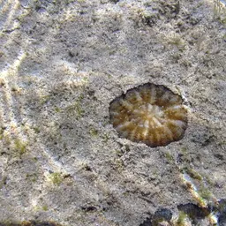Starry Cup Coral, photo 6