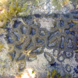 Starry Cup Coral, photo 7