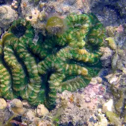 Starry Cup Coral, photo 8
