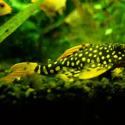 Sunshine Pleco, photo 1