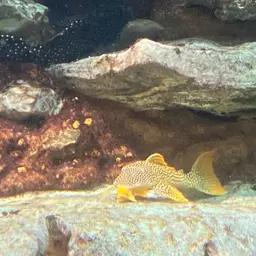 Sunshine Pleco, photo 2