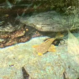 Sunshine Pleco, photo 3