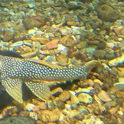Sunshine Pleco, photo 4