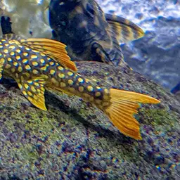 Sunshine Pleco, photo 5