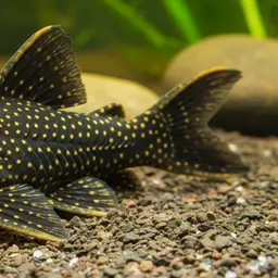 Sunshine Pleco, photo 6