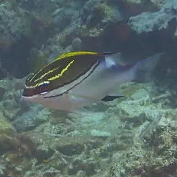 Bridled Monocle Bream, photo 3