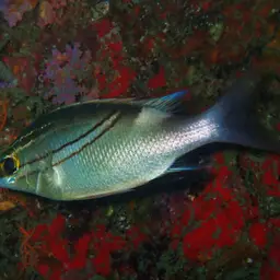 Bridled Monocle Bream, photo 4