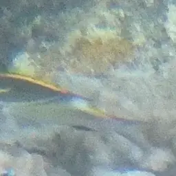 Bridled Monocle Bream, photo 6