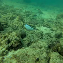 Bridled Monocle Bream, photo 8