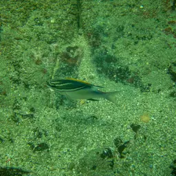 Bridled Monocle Bream, photo 9