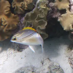 Bridled Monocle Bream, photo 11