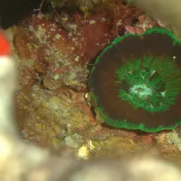 Artichoke Coral, photo 2