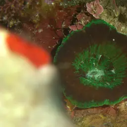 Artichoke Coral, photo 3