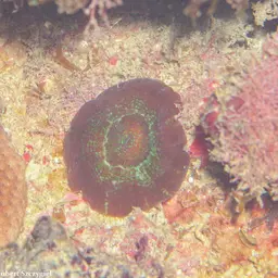 Artichoke Coral, photo 4