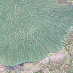 Artichoke Coral, photo 5