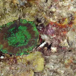 Artichoke Coral, photo 6