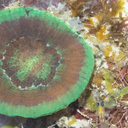 Artichoke Coral