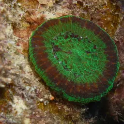 Artichoke Coral, photo 7