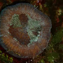 Artichoke Coral, photo 8