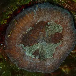 Artichoke Coral, photo 9