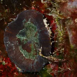 Artichoke Coral, photo 10