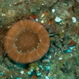 Artichoke Coral, photo 11