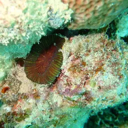 Artichoke Coral, photo 12