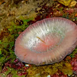 Solitary Disk Coral, photo 1