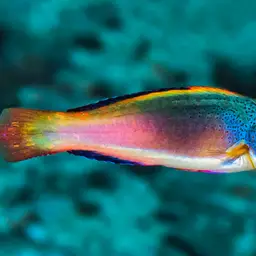 Scott's Wrasse, photo 1