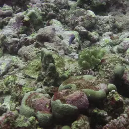 Scott's Wrasse, photo 2