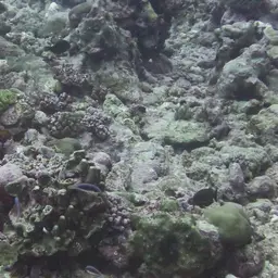 Scott's Wrasse, photo 3
