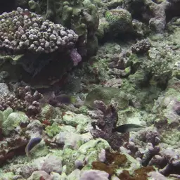 Scott's Wrasse, photo 5