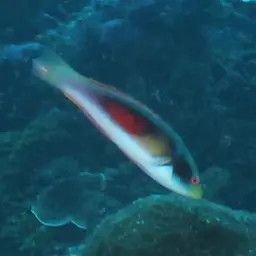 Scott's Wrasse, photo 6