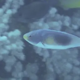 Scott's Wrasse, photo 7