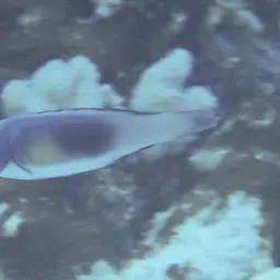 Scott's Wrasse, photo 8
