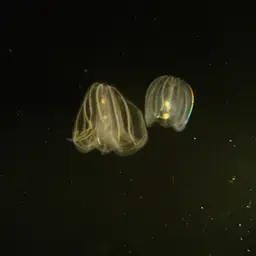 Sea Walnut Comb Jelly, photo 1