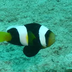 Sebae Clownfish