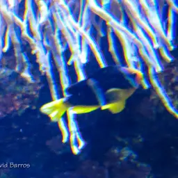 Sebae Clownfish, photo 2