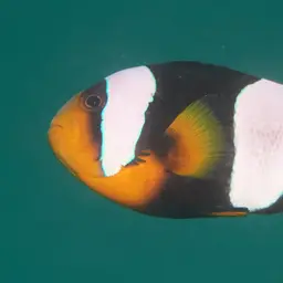 Sebae Clownfish, photo 3