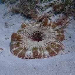 Sebae Clownfish, photo 4