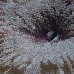 Sebae Clownfish, photo 5