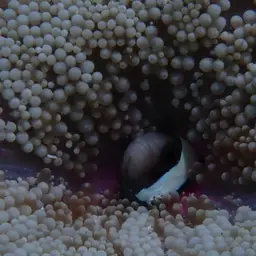 Sebae Clownfish, photo 6