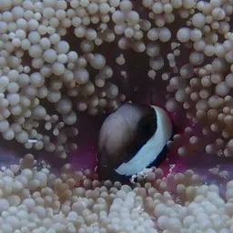 Sebae Clownfish, photo 7