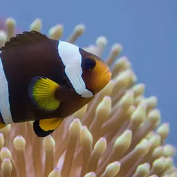 Sebae Clownfish, photo 8