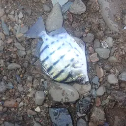 Striped Scat, photo 4