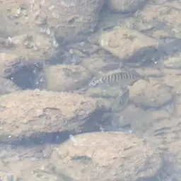 Striped Scat, photo 12