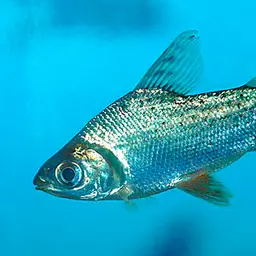 Kissing Prochilodus, photo 1